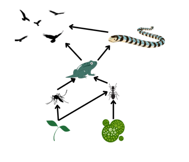 Food Web Connection Diagram